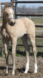 2013 Unnamed dun filly