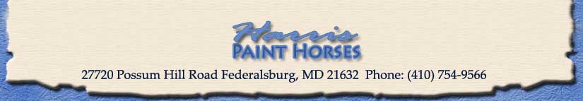 Harris Paint Horses
