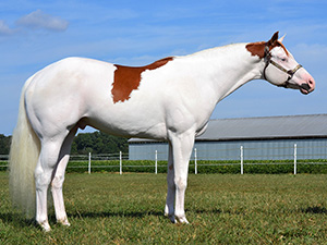 paint horse stallions at stud