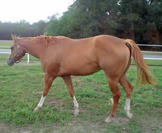 Barlink Macho Momma