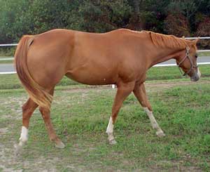Barlink Macho Momma