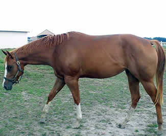 Barlink Macho Momma