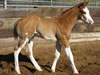 2008 Colt by Awesome Andy