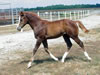 2008 Filly by Awesome Andy