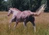 Three Deuces - APHA Stallion