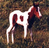 Luck95filly