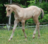 2009filly1