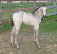 Starbuck07filly