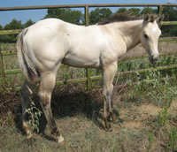 Starbuckfilly