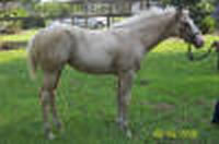 Clufoal4