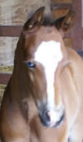 Clufoal1