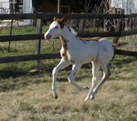 Clufoal3