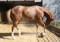Clufoal6