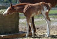 Clufoal7