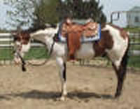 Clufoal9