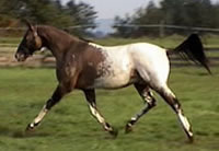Bentleyrost