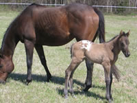 Cococolt