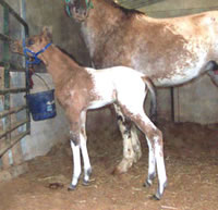 Lorifongcolt