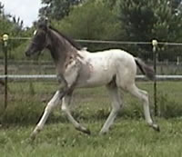 Willowb