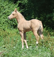 6 6 07 Rockfilly2